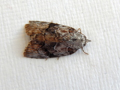 Etanna clopaea
