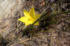 Bobartia robusta