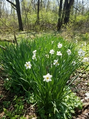 Narcissus