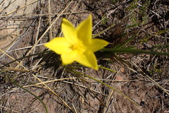 Bobartia robusta