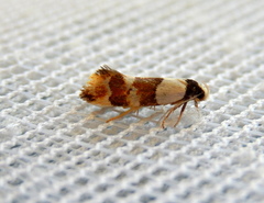 Euphiltra eroticella