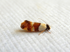 Euphiltra eroticella