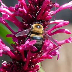 Xylocopa virginica texana