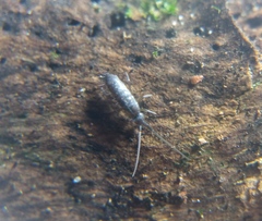 Pogonognathellus flavescens