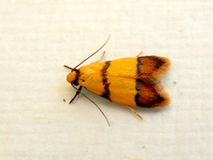Heteroteucha distephana