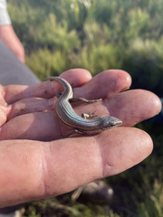 Pseudemoia pagenstecheri