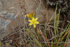 Bulbine audreyae