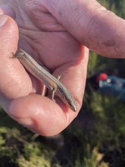 Pseudemoia pagenstecheri