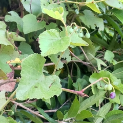 Cissus vitiginea