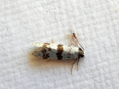 Lepidoscia stenomochla