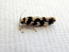 Lichenaula calligrapha