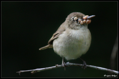 Blyth's Reed Warbler, virajpet, india, photo 10 of 10