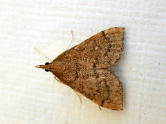 Metasia dicealis
