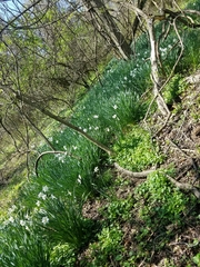 Narcissus
