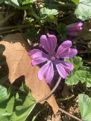 Malva sylvestris