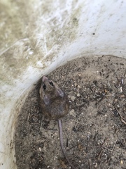 Peromyscus californicus