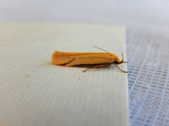 Philobota protecta