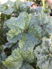 Malva sylvestris