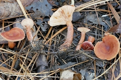 Lactarius neotabidus