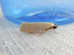 Xylorycta argentella
