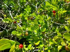 Dovyalis rhamnoides