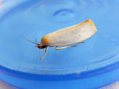 Xylorycta assimilis