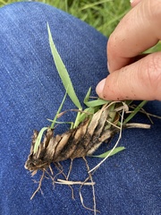 Digitaria tricholaenoides