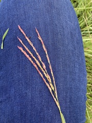 Digitaria tricholaenoides