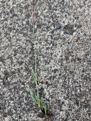 Digitaria tricholaenoides