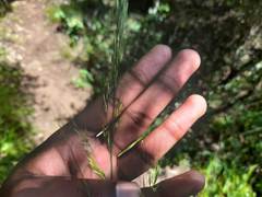 Stipa dregeana