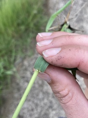 Digitaria tricholaenoides