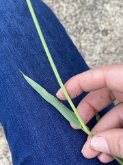 Digitaria tricholaenoides