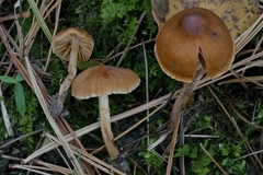 Cortinarius saniosus