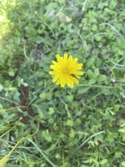 Taraxacum officinale
