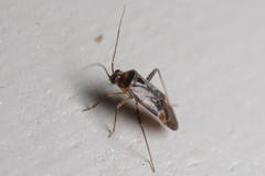 Diomocoris
