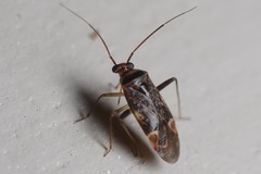 Diomocoris