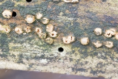 Sphaerobolus iowensis