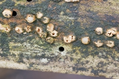 Sphaerobolus iowensis