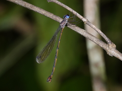 Synlestes tropicus