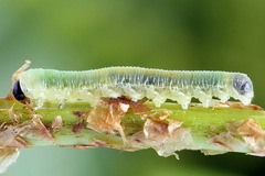 Strongylogaster mixta