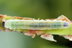 Strongylogaster mixta