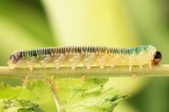 Strongylogaster mixta