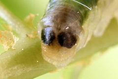 Strongylogaster mixta