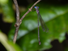 Synlestes tropicus