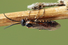 Strongylogaster mixta