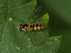Meligramma cincta
