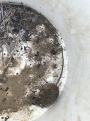 Peromyscus californicus