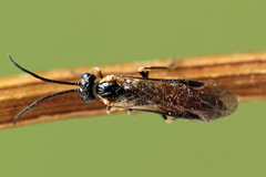 Strongylogaster mixta