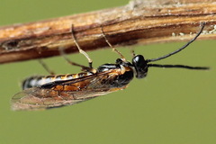 Strongylogaster mixta