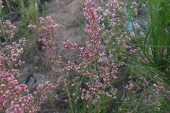 Erica nutans
